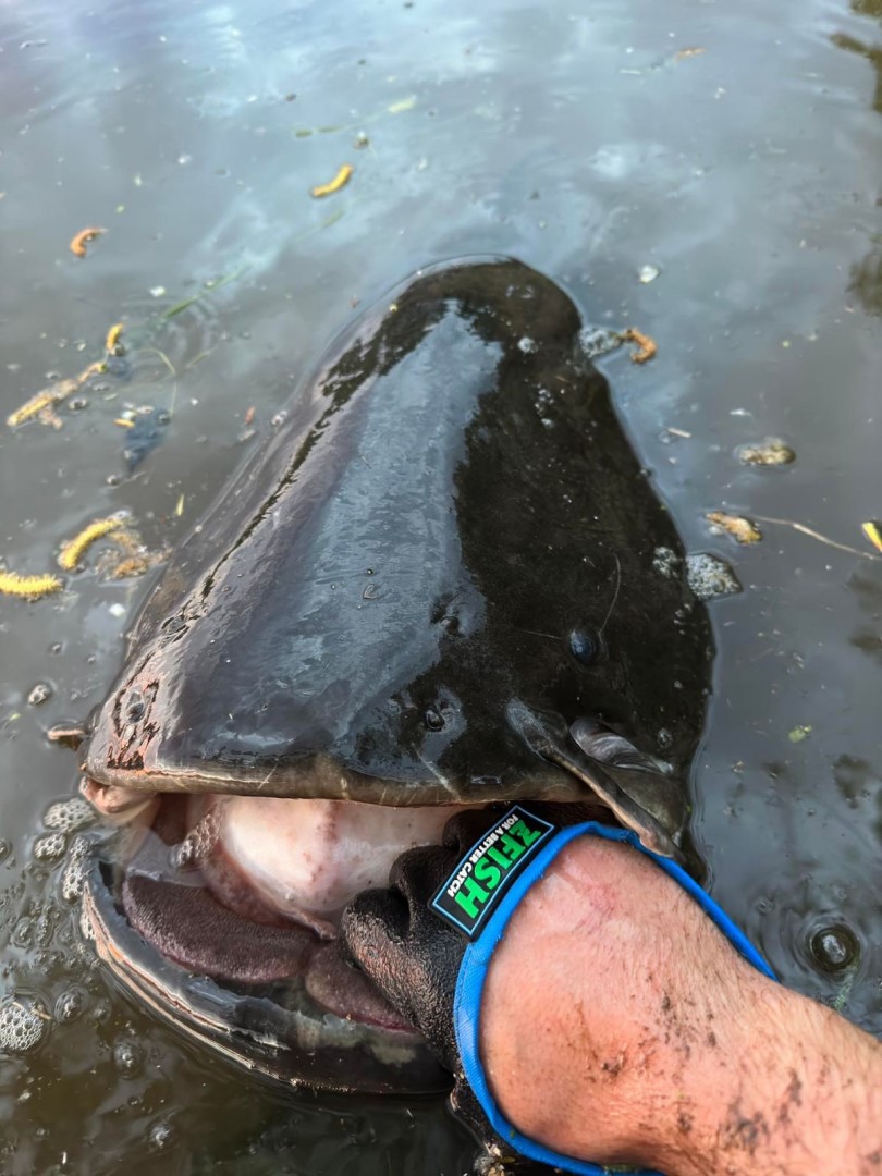 ZFISH Sumcová rukavice Catfish Glove