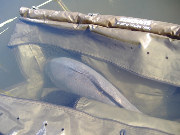 Starbaits Vážící Vak Monster Weight Sling