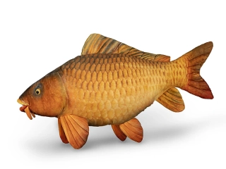 Delphin Plyšový kapr CARPY